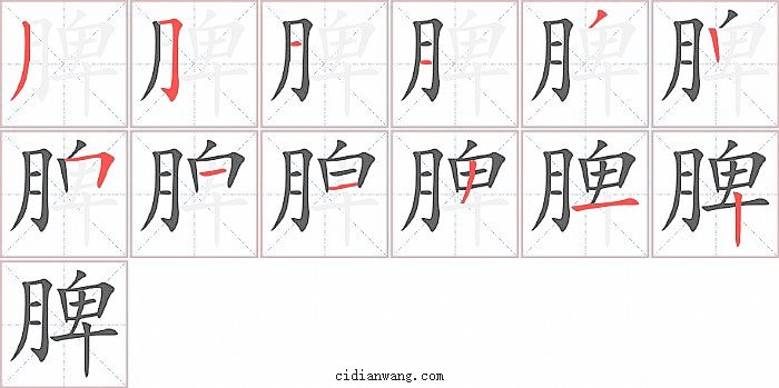 脾字笔顺分步演示图