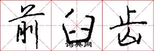 前臼齿怎么写好看