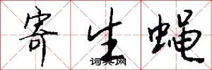 寄生蝇怎么写好看