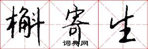 槲寄生怎么写好看