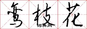 鸾枝花怎么写好看