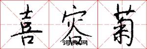 喜容菊怎么写好看