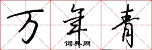 万年青怎么写好看