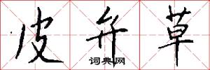 皮弁草怎么写好看