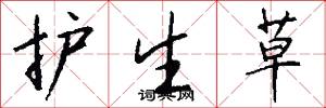 护生草怎么写好看