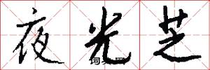 夜光芝怎么写好看