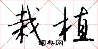 栽植怎么写好看