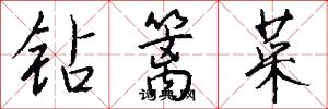 钻篱菜怎么写好看