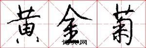 黄金菊怎么写好看