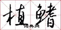 植鳍怎么写好看