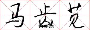 马齿苋怎么写好看