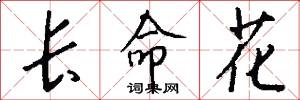 长命花怎么写好看