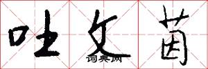 吐文茵怎么写好看