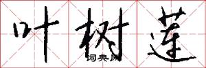 叶树莲怎么写好看