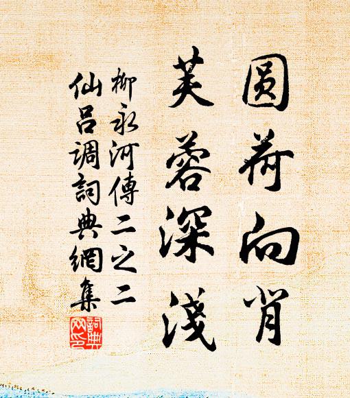 柳永圆荷向背，芙蓉深浅书法作品欣赏